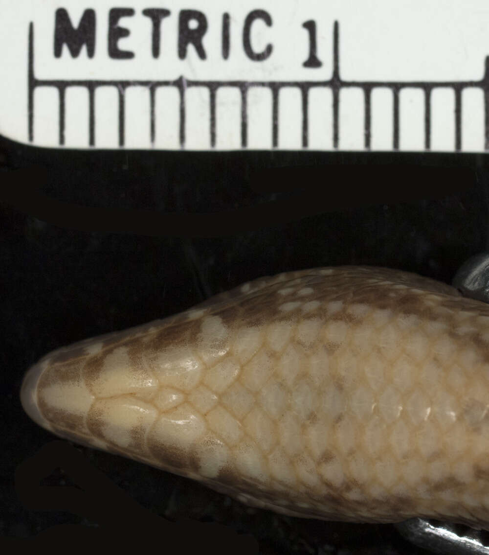 Image of Robinson's Keeled Skink