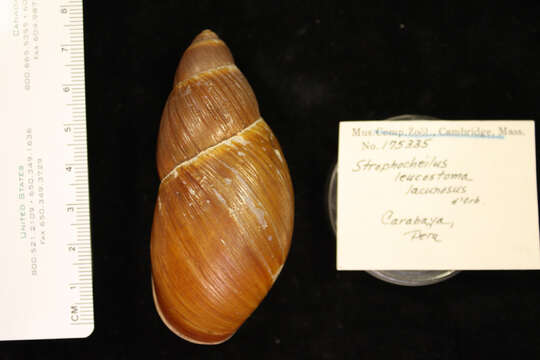 Image of Strophochilidae