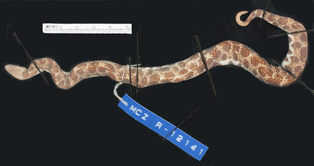 Sivun Tropidophis pardalis (Gundlach 1840) kuva