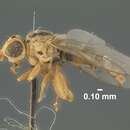 Image of Meromyza nigriventris Macquart 1835
