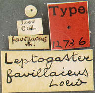 Image of Leptogaster flavipes Loew 1862