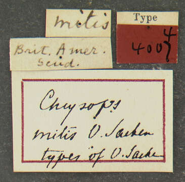 Image of Chrysops mitis Osten Sacken 1875