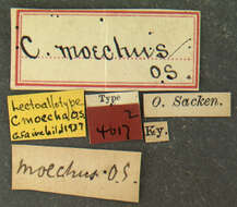 Image of Chrysops moechus Osten Sacken 1875