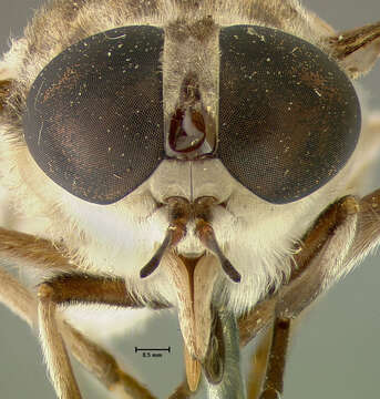 Image of Tabanus birdiei Whitney 1914