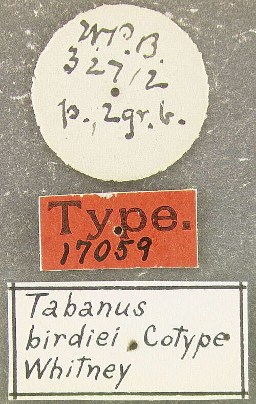 Plancia ëd Tabanus birdiei Whitney 1914