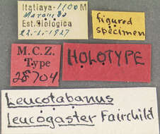 Imagem de Leucotabanus leucogaster Fairchild 1951