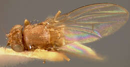 Image of Pomace fly