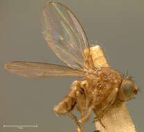 Image of Pomace fly