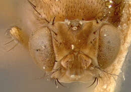 Image of Pomace fly