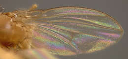 Image of Pomace fly