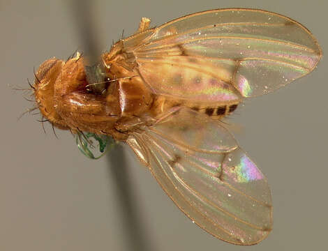 Image of Drosophila quinaria Loew 1866