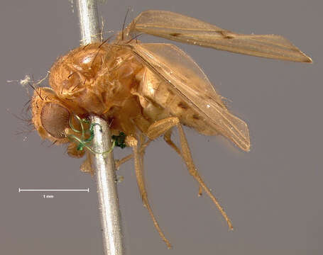 Image of Drosophila quinaria Loew 1866