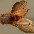 Image of Drosophila sigmoides Loew 1872