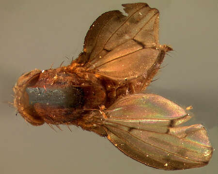 Image of Drosophila sigmoides Loew 1872