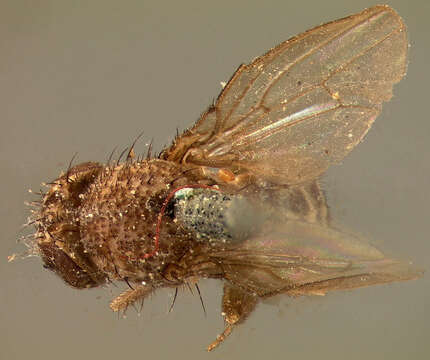 Image of Pomace fly