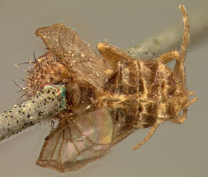 Image of Pomace fly