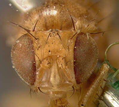 Image of Drosophila quinaria Loew 1866