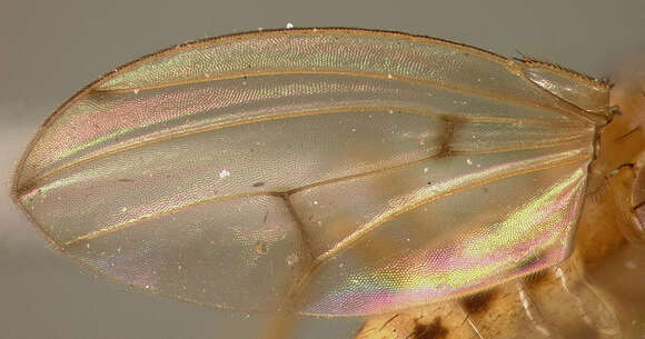 Imagem de Drosophila quinaria Loew 1866