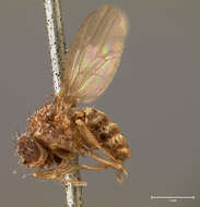 Image of Pomace fly