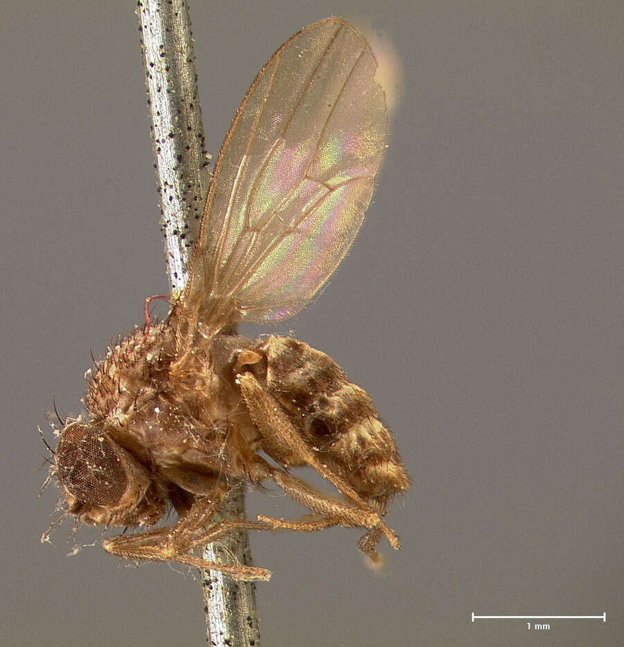 Image of Pomace fly