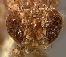 Image of Pomace fly