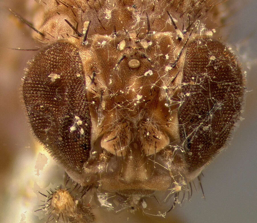 Image of Pomace fly