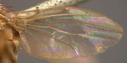 Image of Pomace fly