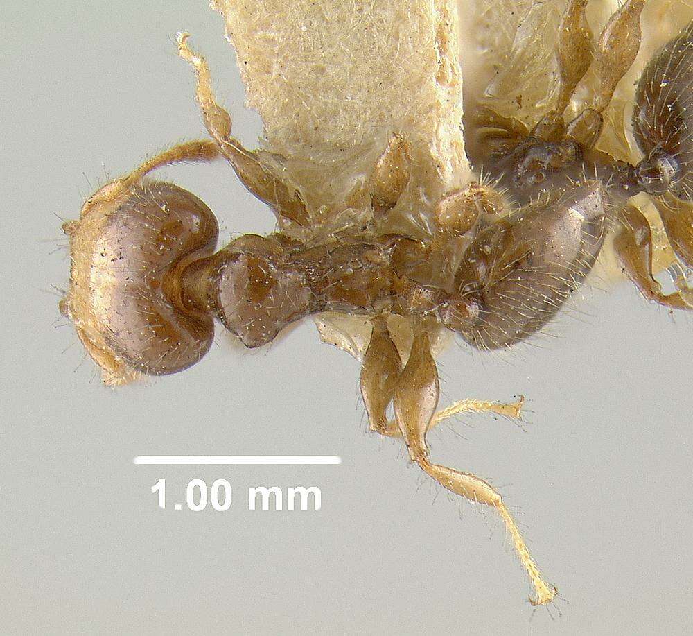 Image of Pheidole cramptoni Wheeler 1916