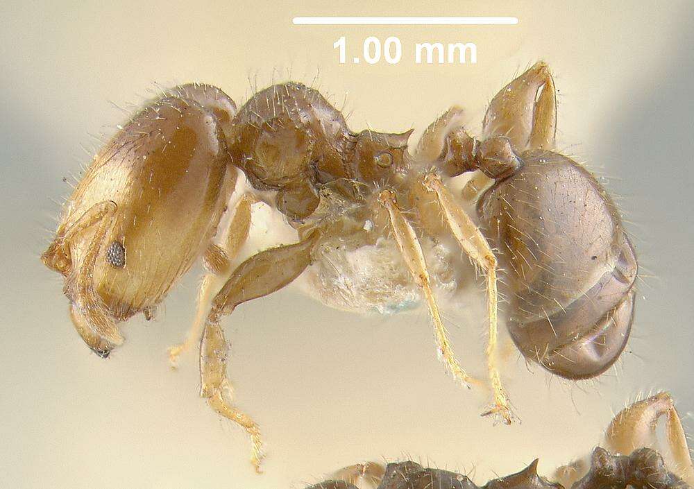 Image of Pheidole cramptoni Wheeler 1916