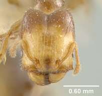 Image of Pheidole cramptoni Wheeler 1916