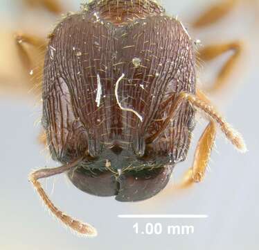 Image of <i>Pheidole mamore</i>