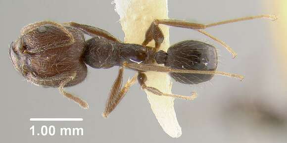 Image of Pheidole caribbaea Wheeler 1911