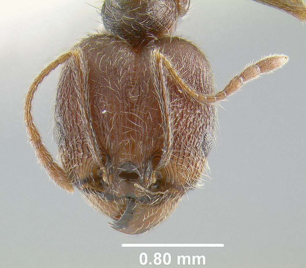 Image of Pheidole caribbaea Wheeler 1911