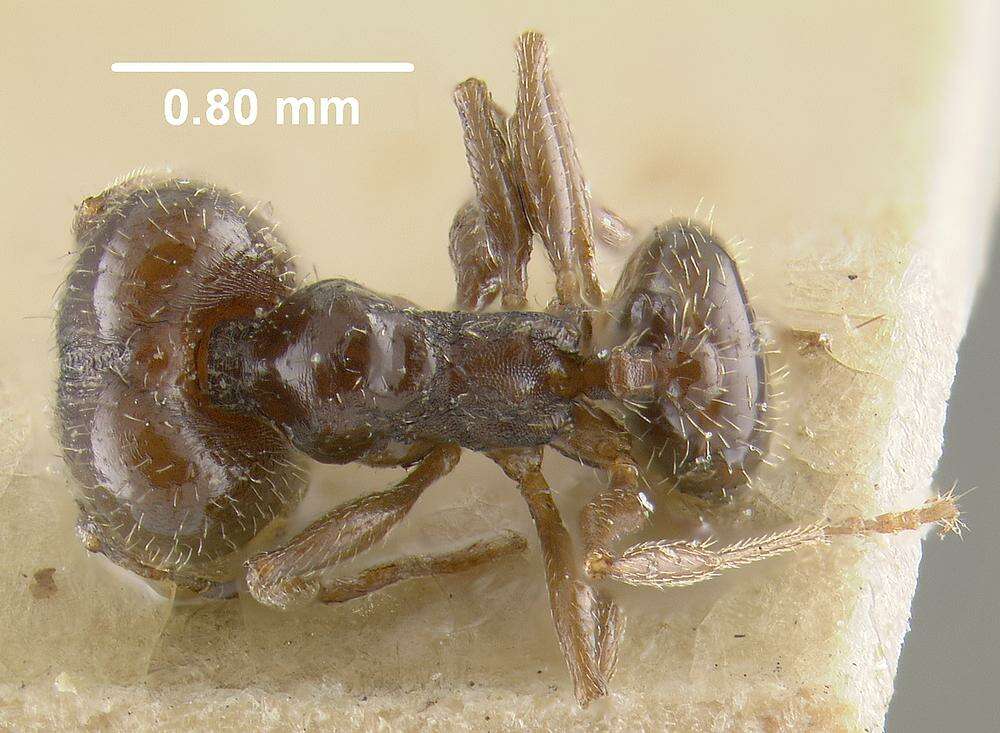 Image of Pheidole ceres Wheeler 1904