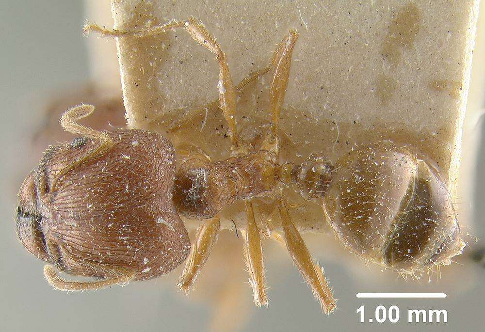 Image of Pheidole constanciae Forel 1902