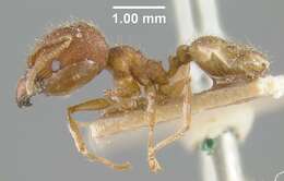 Image of Pheidole constanciae Forel 1902