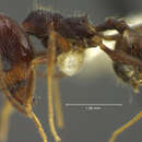 Image of <i>Pheidole cardinalis</i>