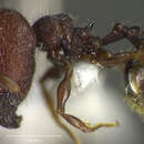 Image of <i>Pheidole bufo</i>