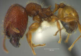 Plancia ëd <i>Pheidole horribilis</i>