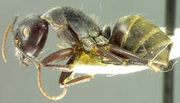 Image de Camponotus fieldellus Forel 1910