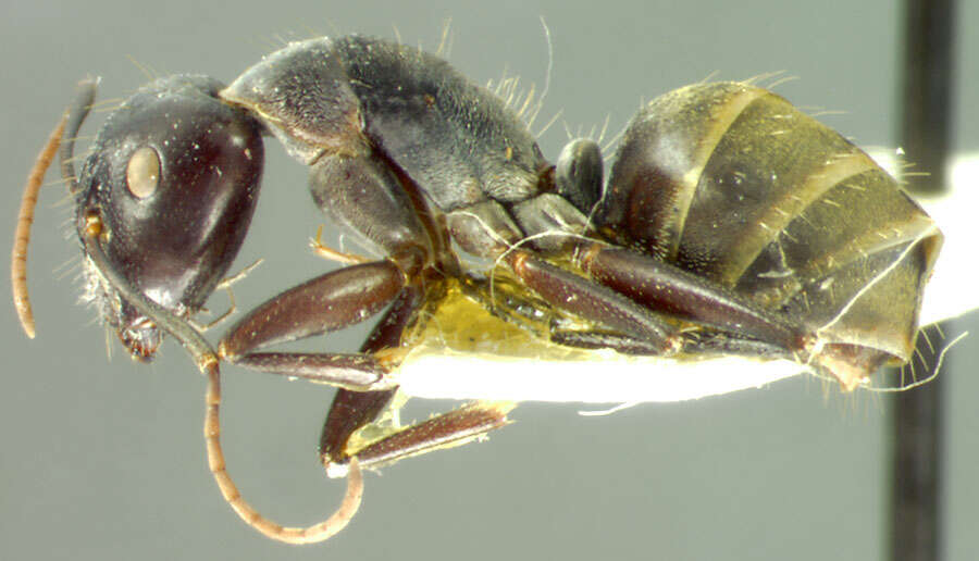 Image of Camponotus fieldellus Forel 1910