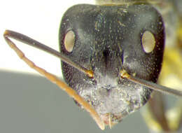 Image of Camponotus fieldellus Forel 1910