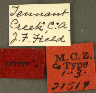 Image of Camponotus sponsorum Forel 1910
