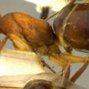 Image of Camponotus wiederkehri lucidior Forel 1910