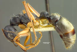 Image of Myrmecia fulvipes Roger 1861