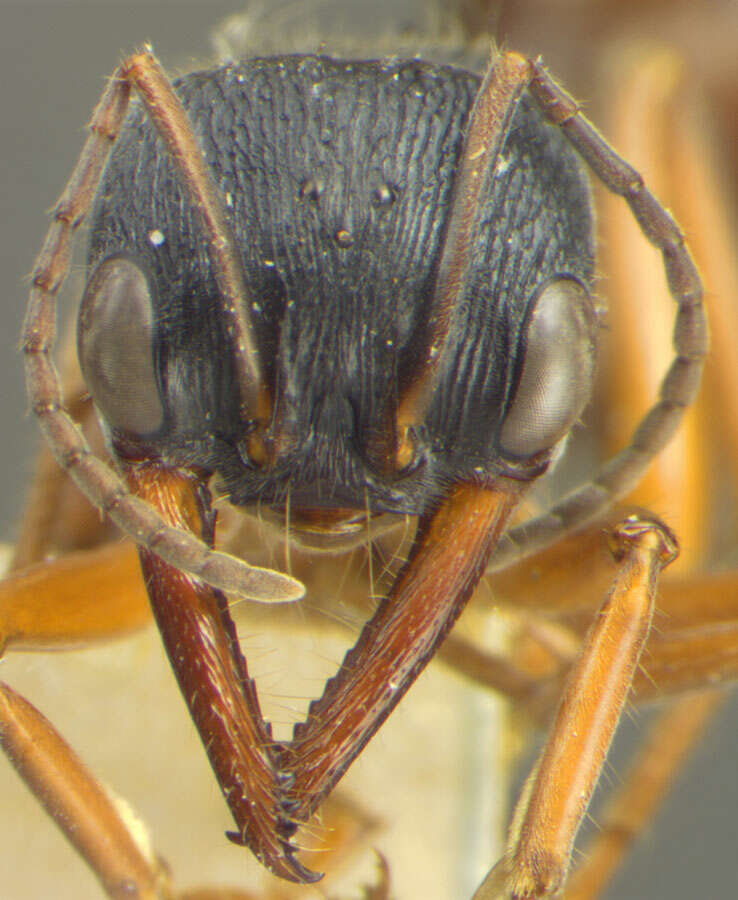 Image of Myrmecia fulvipes Roger 1861