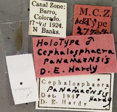 Cephalosphaera panamaensis Hardy 1948的圖片