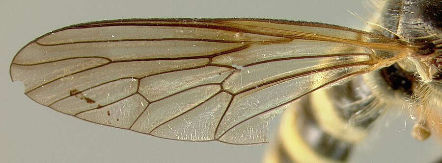 Image of Ceraturgus similis Johnson 1912
