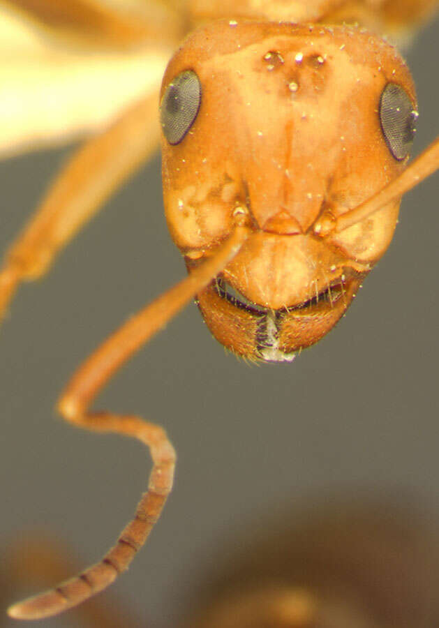 Image of Formica densiventris Viereck 1903