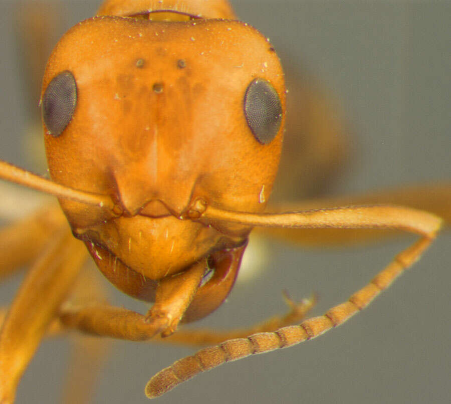 Image of Formica criniventris Wheeler 1912